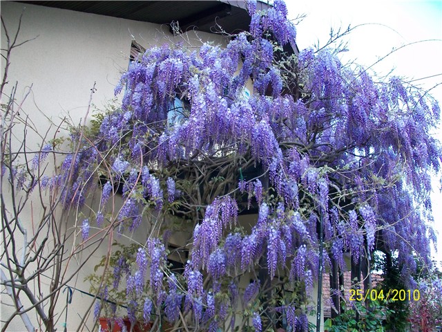 glicinija - lat. Wisteria sinensis